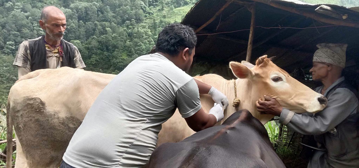 लम्पी स्किन रोगबाट देशभर ५२ हजारभन्दा बढी पशुको मृत्यु